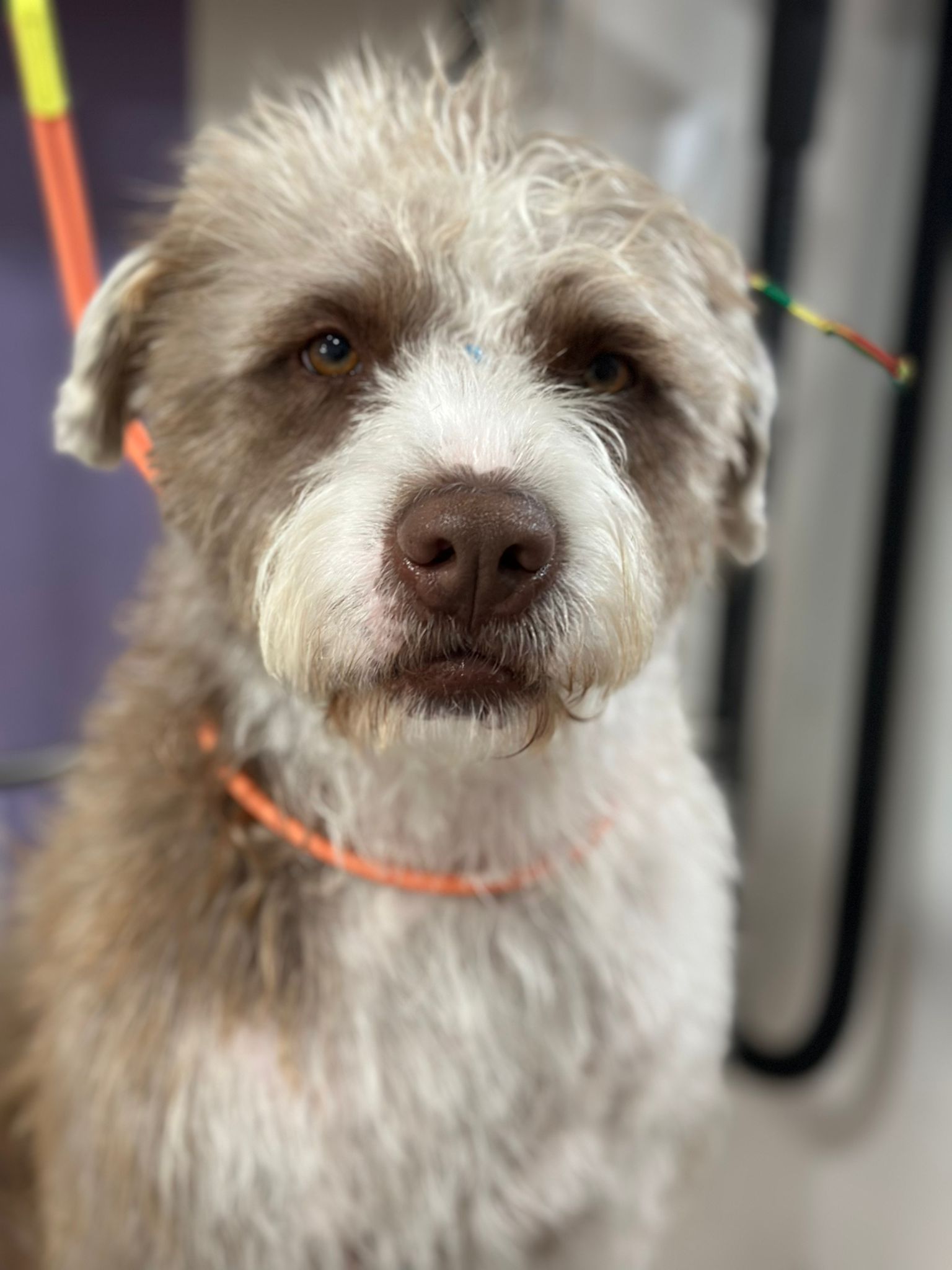 Imagen 2 de la galería